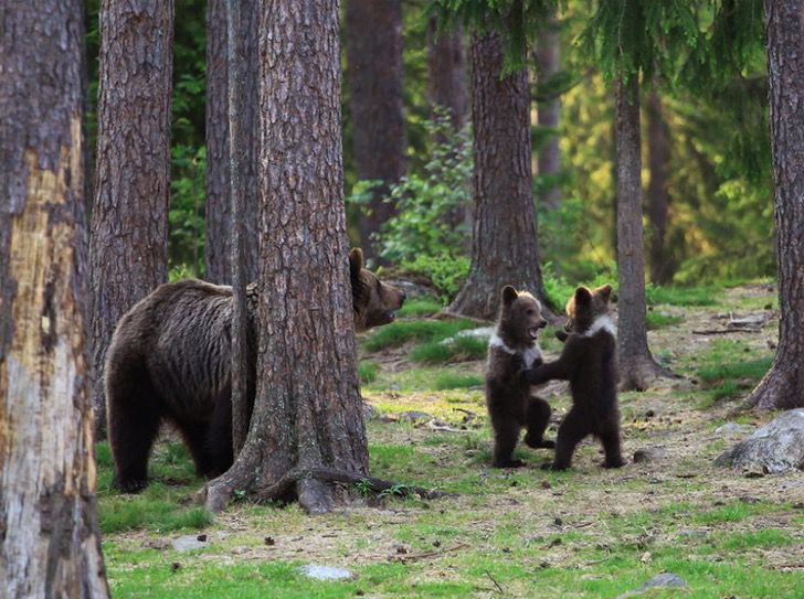 contioutra.com - Fotógrafa registra três bebês ursos dançando no meio da floresta. A paz prevalece.