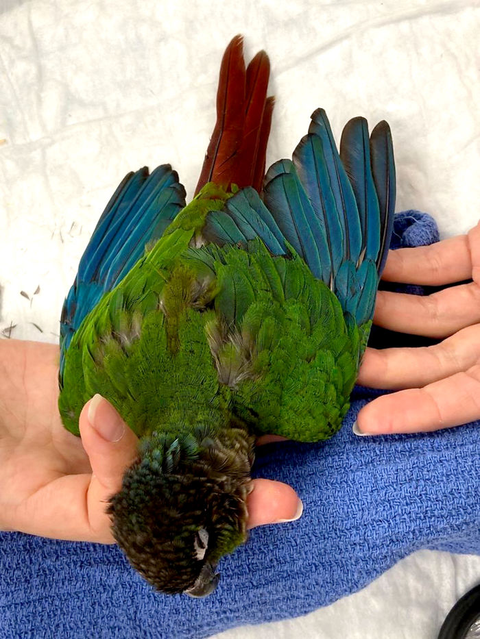 contioutra.com - Veterinária cria asas novas para papagaio que teve as suas cortadas para ser impedido de voar