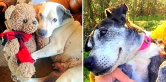 Mulher abre santuário para oferecer conforto e carinho a cães idosos em seus últimos dias