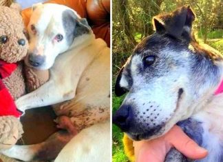 Mulher abre santuário para oferecer conforto e carinho a cães idosos em seus últimos dias