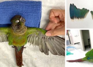 Veterinária cria asas novas para papagaio que teve as suas cortadas para ser impedido de voar
