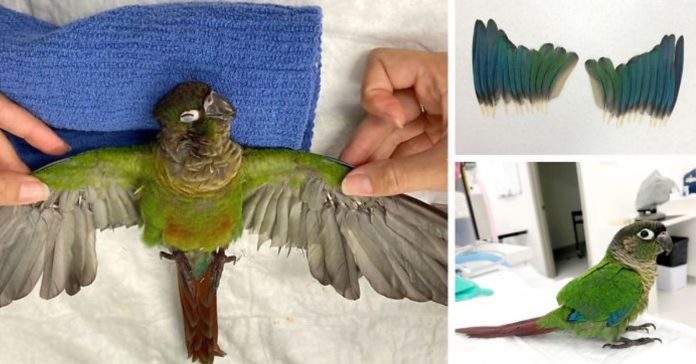 Veterinária cria asas novas para papagaio que teve as suas cortadas para ser impedido de voar