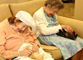 Vovôs e vovós de Vovôs e vovós de asilo se unem a abrigo de animais para cuidarem uns dos outros se unem a abrigo de animais para cuidarem uns dos outros