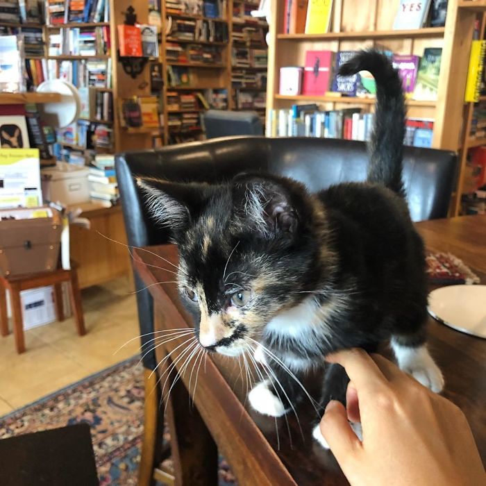 contioutra.com - Em livraria no Canadá, gatinhos aptos a adoção circulam livremente e interagem com os clientes