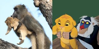 Babuíno encontra filhote de leão perdido, o toma como filho; e eles ainda recriaram a cena do Rei Leão! Babuíno encontra filhote de leão perdido, o toma como filho; e eles ainda recriaram a cena do Rei Leão!