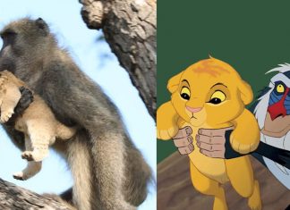 Babuíno encontra filhote de leão perdido, o toma como filho; e eles ainda recriaram a cena do Rei Leão!