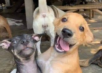 TESTE: Descubra qual dos cãezinhos seria você nesta foto!