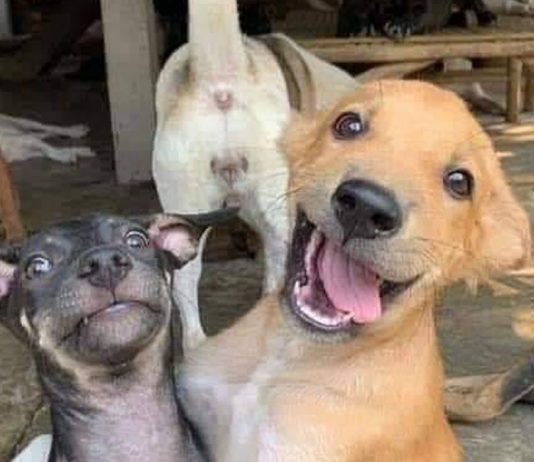 TESTE: Descubra qual dos cãezinhos seria você nesta foto!