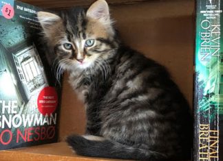 Em livraria no Canadá, gatinhos aptos a adoção circulam livremente e interagem com os clientes