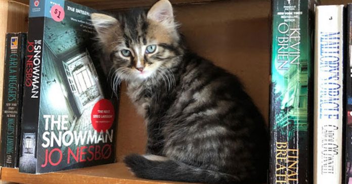 Em livraria no Canadá, gatinhos aptos a adoção circulam livremente e interagem com os clientes