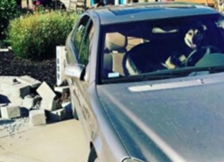 Cão deixado sozinho no carro “dirige” o veículo e provoca acidente