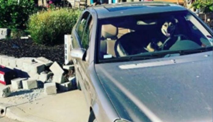 Cão deixado sozinho no carro “dirige” o veículo e provoca acidente