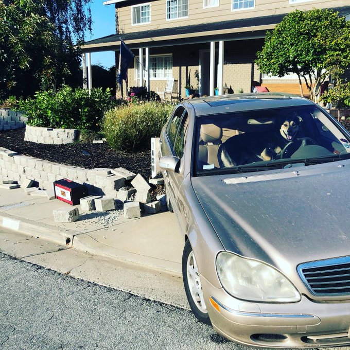 contioutra.com - Cão deixado sozinho no carro “dirige” o veículo e provoca acidente