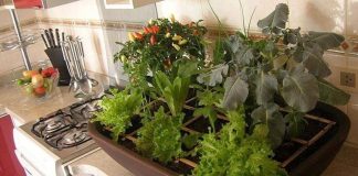 5 lições que aprendi (ou reaprendi) cultivando uma horta orgânica na varanda de casa