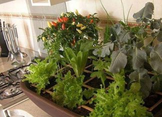 5 lições que aprendi (ou reaprendi) cultivando uma horta orgânica na varanda de casa