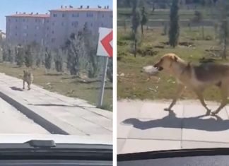 Homem vê cadelinha carregando tigela de comida, decide seguí-la e tem uma surpresa
