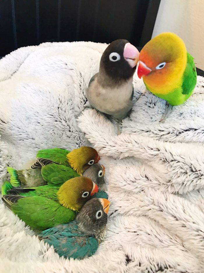 contioutra.com - Kiwi e sua namorada gótica celebram nascimento de seus 4 bebezinhos e web se comove