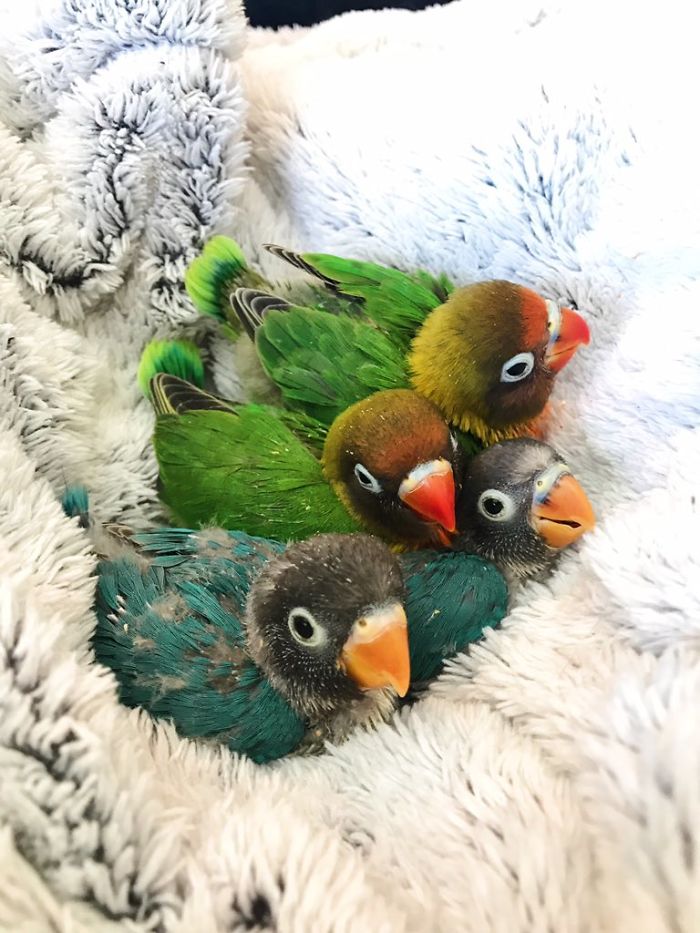 contioutra.com - Kiwi e sua namorada gótica celebram nascimento de seus 4 bebezinhos e web se comove