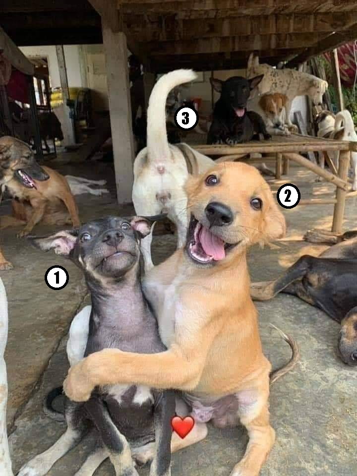 contioutra.com - TESTE: Descubra qual dos cãezinhos seria você nesta foto!