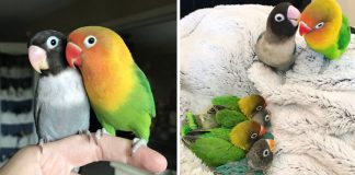 Kiwi e sua namorada gótica celebram nascimento de seus 4 bebezinhos e web se comove