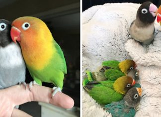 Kiwi e sua namorada gótica celebram nascimento de seus 4 bebezinhos e web se comove