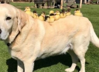 Nove patinhos órfãos são adotados por labrador de enorme coração