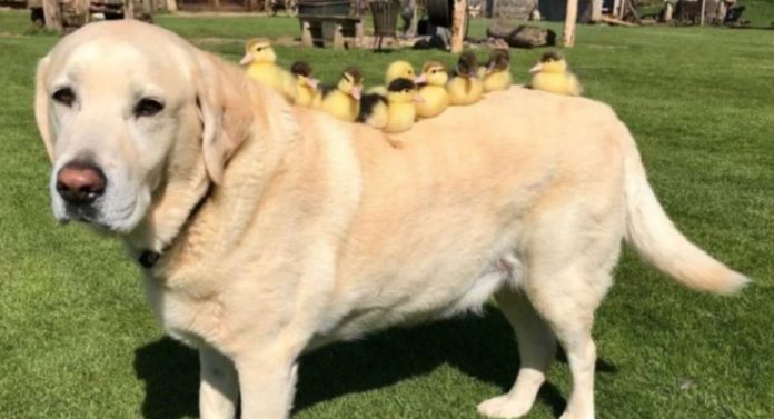 PATINHOS ADOTADOS Nove patinhos órfãos são adotados por labrador de enorme coração