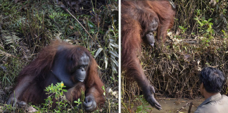 Orangotango emociona a todos ao tentar ajudar guarda florestal.