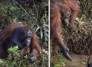 Orangotango emociona a todos ao tentar ajudar guarda florestal.