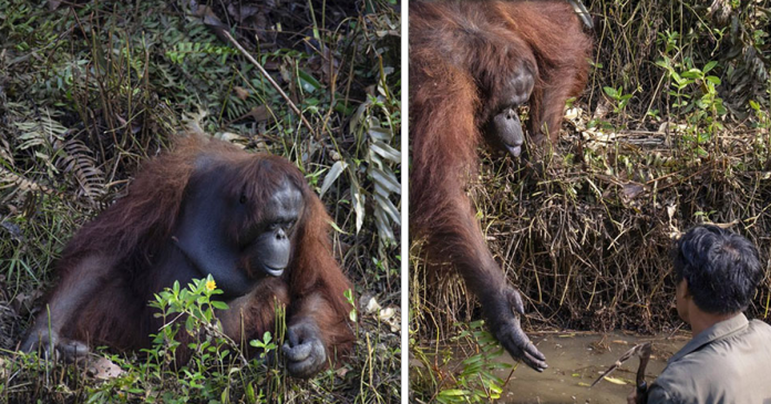 Orangotango emociona a todos ao tentar ajudar guarda florestal.