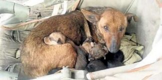 Cachorra salva bebê humano acolhendo-o em sua ninhada e tratando-o como filho
