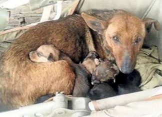 Cachorra salva bebê humano acolhendo-o em sua ninhada e tratando-o como filho