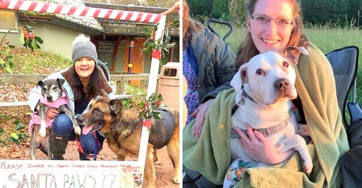 contioutra.com - Mulher abre santuário para oferecer conforto e carinho a cães idosos em seus últimos dias