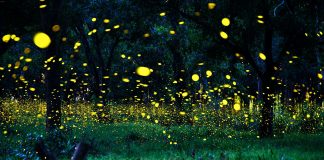 Vaga-lumes entram para a lista de espécies em extinção, revela estudo Vaga-lumes entram para a lista de espécies em extinção, revela estudo