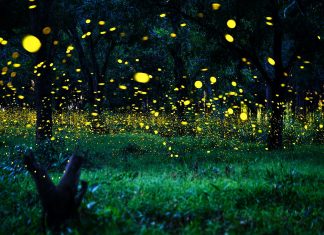 Vaga-lumes entram para a lista de espécies em extinção, revela estudo