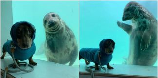 Cãozinho e foca se tornam amigos e viralizam na internet. Confira!