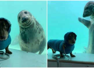 Cãozinho e foca se tornam amigos e viralizam na internet. Confira!