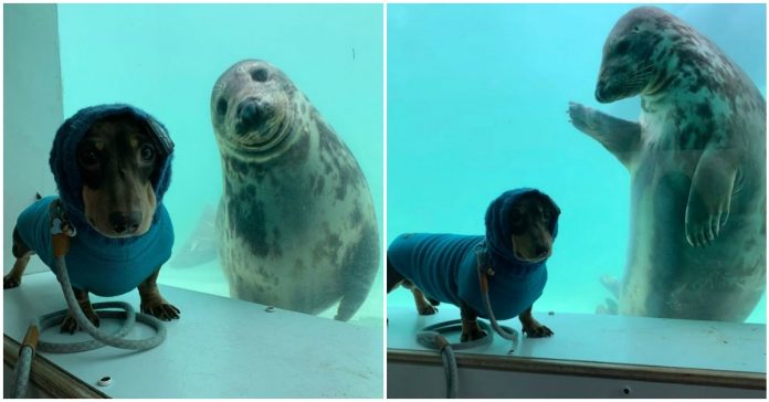 Cãozinho e foca se tornam amigos e viralizam na internet. Confira!