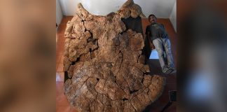 Casco gigante de tartaruga pré-histórica foi encontrado na América do Sul.