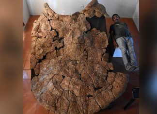 Casco gigante de tartaruga pré-histórica foi encontrado na América do Sul.