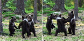 Fotógrafa registra três bebês ursos dançando no meio da floresta. A paz prevalece.