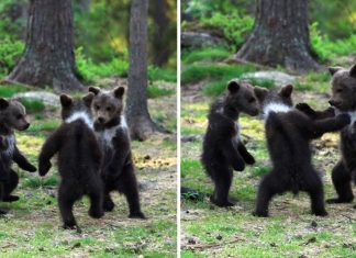 Fotógrafa registra três bebês ursos dançando no meio da floresta. A paz prevalece.
