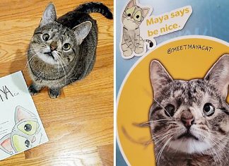 “Conheça Maya”, novo livro sobre respeito e inclusão inspirado numa gatinha com Síndrome de Down