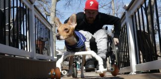 Homem cadeirante adota cão sem as patas dianteiras. Agora são companheiros de rodas!