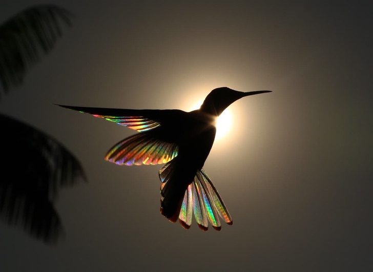 contioutra.com - Fotógrafo australiano captura um arco-íris nas asas de um beija-flor. Uma beleza única!