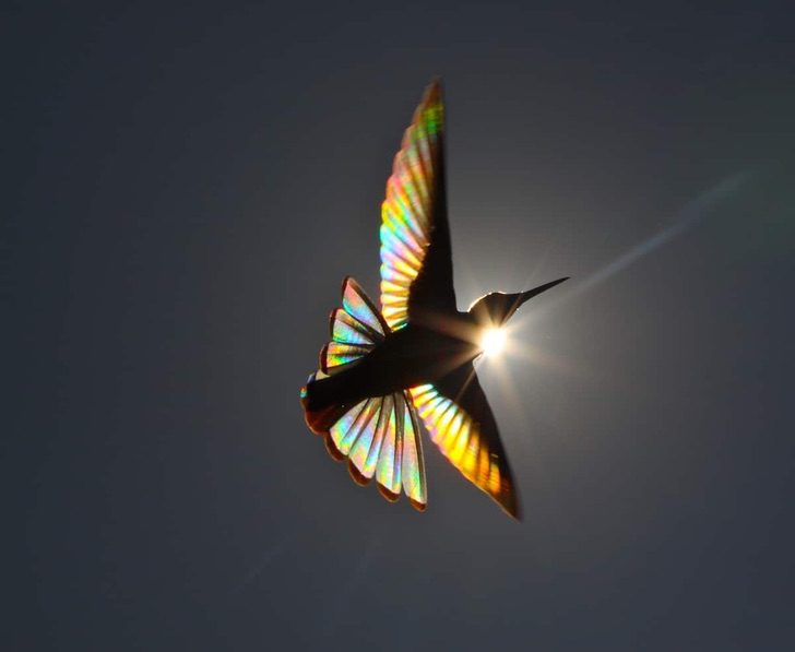 contioutra.com - Fotógrafo australiano captura um arco-íris nas asas de um beija-flor. Uma beleza única!