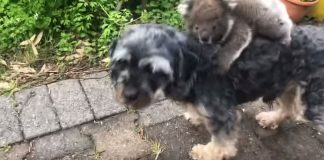 Cãozinho faz amizade com bebê coala e comove a web Cãozinho faz amizade com bebê coala e comove a web