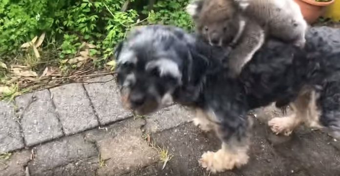 Cãozinho faz amizade com bebê coala e comove a web