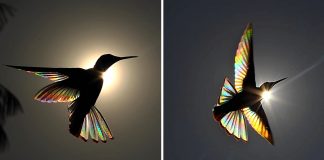 Fotógrafo australiano captura um arco-íris nas asas de um beija-flor. Uma beleza única!
