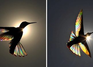 Fotógrafo australiano captura um arco-íris nas asas de um beija-flor. Uma beleza única!